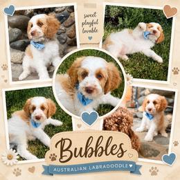Bubbles - Caramel cream male Australian Labradoodle puppy in Millville, California from Hope Lane Kennels