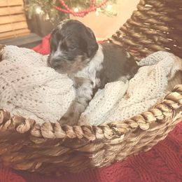 Winston - Blue merle male Bernedoodle puppy in Tulsa, Oklahoma from Magnolia Blossom Bernedoodles