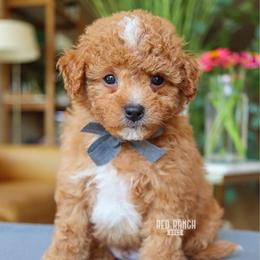 Ref - Red male Cavapoo puppy in Salado, Texas from Red Ranch Dogs