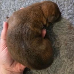 Liver dutchie female - Gold brindle female Dutch Shepherd puppy in Signal Mountain, Tennessee from Torgun Police Dogs