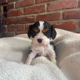 Boy 1 - Tri-color male Cavalier King Charles Spaniel puppy in Indiana from Elm Creek Cavaliers
