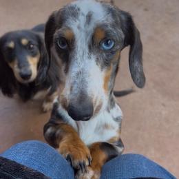 Emmy - Dachshund