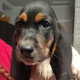 Jackson - Black brown and white male Basset Hound puppy in Newton Grove, North Carolina from MGA Basset Hound