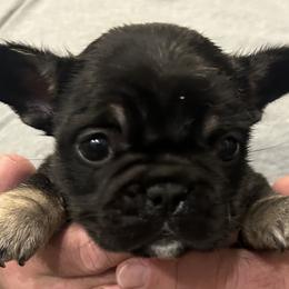 SALLY.    Tri color green collar - Tricolors female French Bulldog puppy in Rhode Island from Hope Valley Hounds