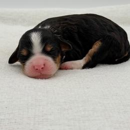 Tink - Tri-color female Bernedoodle puppy in Bellville, Ohio from Bernedoodle Buddies
