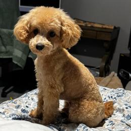 Nut nut - Poodle