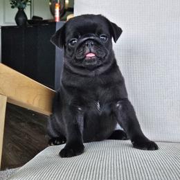 Male black 1 - Black male Pug puppy in Jacksonville, North Carolina from Coliseum de Cassiope