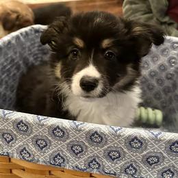 Blue Collar Boy Buddy - Black and tan male Pembroke Welsh Corgi puppy in Paris, Kentucky from Flat Run Corgis