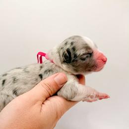 Ruby - Blue merle female Australian Shepherd puppy in Placerville, California from BFF Aussies
