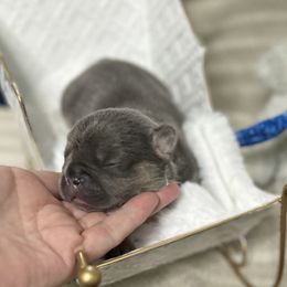 Cooper - Blue male French Bulldog puppy in Peru, Indiana from Angie's Little Bostons And Frenchies