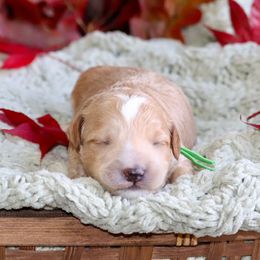 Cedar (green collar) - Apricot male Schnoodle puppy in Mouth Of Wilson, Virginia from HoneyBunn Doodle Co.
