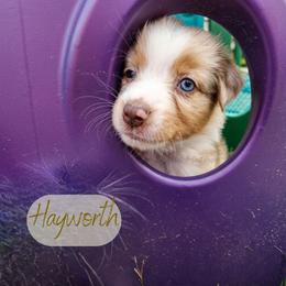 Hayworth - The Showstopper - Red merle female Australian Shepherd puppy in Pittsville, Wisconsin from Match Dot Pup