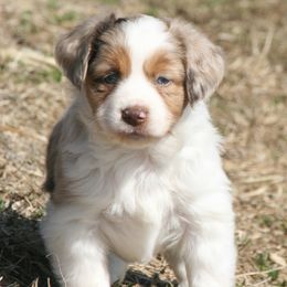Amelia - Red merle Miniature Australian Shepherd puppy in Fairview, South Dakota from Dakota Toy Aussies