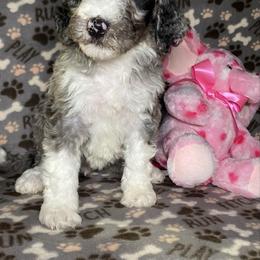 Bella - Merle female Bernedoodle puppy in Battle Creek, Michigan from T-Rose’s Bernedoodle & Pomsky Puppies