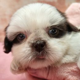 EMMI - Liver and white female Shih Tzu puppy in Candler, North Carolina from Pup-Tzu WNC