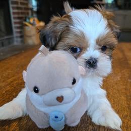 Bison - Brindle male Shih Tzu puppy in Stroudsburg, Pennsylvania from Puppyville Pa Shih Tzu & frenchies