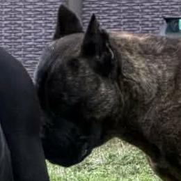 Sigh - Cane Corso