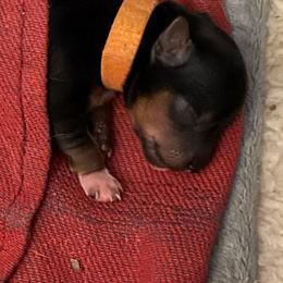 Yorkshire Terrier Puppies from Buddha Babies Yorkshire Terriers