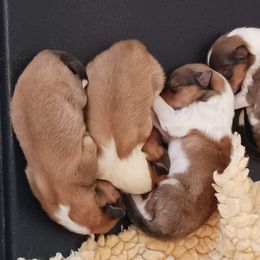 Collie Puppies from Kingsgift Collies
