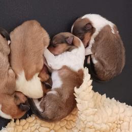 Collie Puppies from Kingsgift Collies