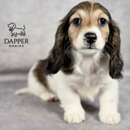 Dapper's Dancehall Darlings- Tango - Piebald male Dachshund puppy in Zephyrhills, Florida from Dapper Doxies