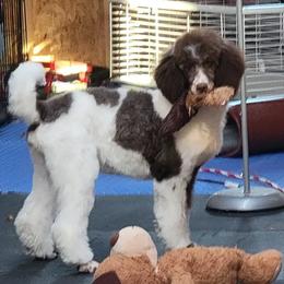 Lolipop - Poodle