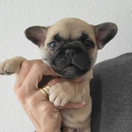 Girl 2 - Fawn female French Bulldog puppy in Spring Creek, Nevada from Nevada Frenchie Co.