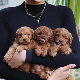 Cavapoo Puppies from Bailey & Bella Cavapoos