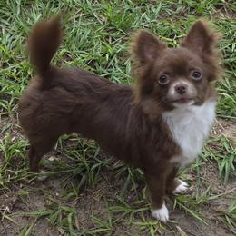 Chihuahua All Grown Up from Angelique Dalley