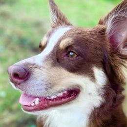 Australian Shepherds and German Shepherds from All the Shepherds, LLC