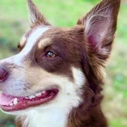 Australian Shepherds and German Shepherds from All the Shepherds, LLC