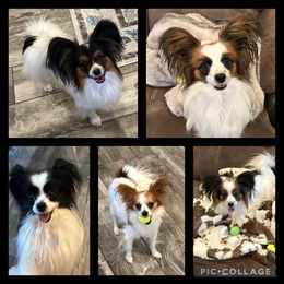 Papillons from Southern Sweet Papillons