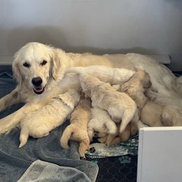 Mabel - Golden Retriever