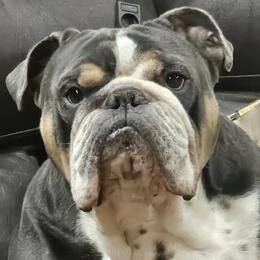 Ruger - Bulldog