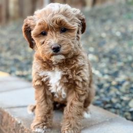 Heart - Apricot female Goldendoodle puppy in Twin Falls, Idaho from Magic Valley Family Doodles