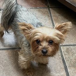 Kash - Yorkshire Terrier