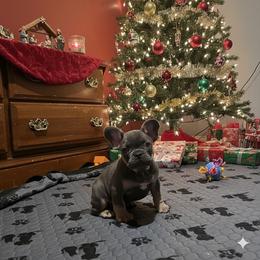 Boy 1 - Blue male French Bulldog puppy in Forney, Texas from Dallas Lonestar Bullies