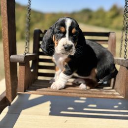 Charlotte - Black brown and white female Basset Hound puppy in Bellaire, Ohio from Blessed Bassets