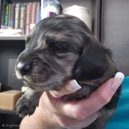 Black dapple - Dapple male Dachshund puppy in Port Charlotte, Florida from Vicki's Dachshund Crossing