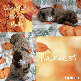 Harvest - Chocolate merle male Bernedoodle puppy in Godwin, North Carolina from Farm Sweet Farm Doodles