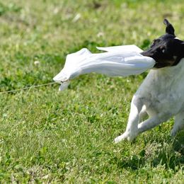 Smooth Fox Terrier All Grown Up from Tocoa Smooth Fox Terriers