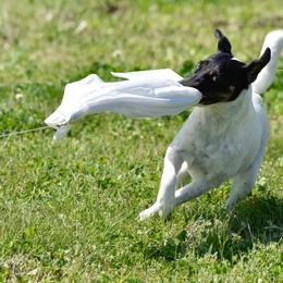Smooth Fox Terrier All Grown Up from Tocoa Smooth Fox Terriers