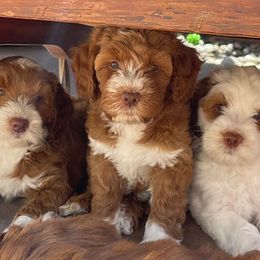 Australian Labradoodles from Summer Hill Labradoodles
