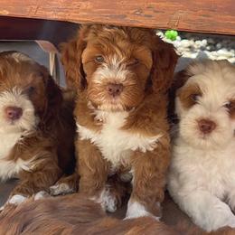 Australian Labradoodles from Summer Hill Labradoodles