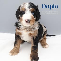 Bernedoodle Puppies from Deep Creek Doodles