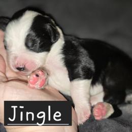 Australian Shepherd Puppies from Arbor hill Australian Shepherds