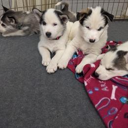 Siberian Husky Puppies from Marsh Creek Huskies