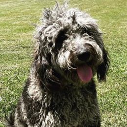 Goldendoodles from Stringer's Goldendoodles