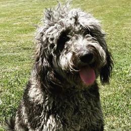 Goldendoodles from Stringer's Goldendoodles