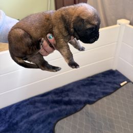 Mastiff Puppies from 4Arrows Mastiffs